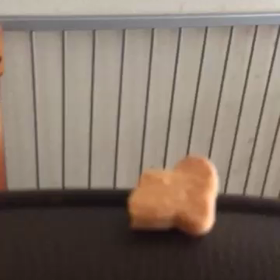 わーい   大好きなビスケットだ〜の画像