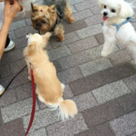 お散歩中におやつをもらうの画像