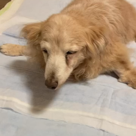 オシッコ出ない問題の画像