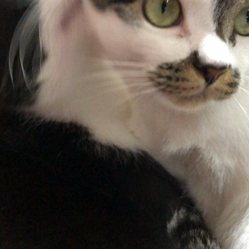 お礼ペロの画像