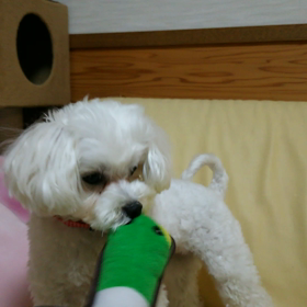 かものすけとの戦いの画像