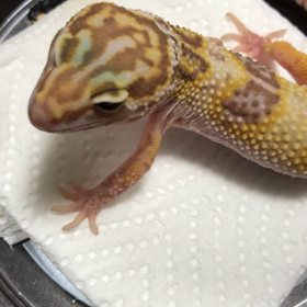 食事ムービーの画像