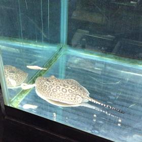 クロコダイル・スティングレイ　お昼ごはんの画像