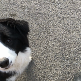 サンチュ君 待て練習開始の画像