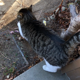 もはや、うちの子ッ。の画像