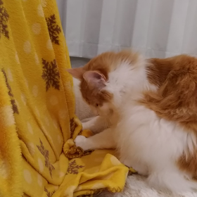 こねこねの画像