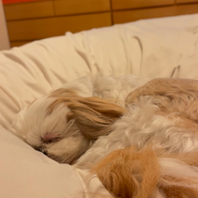 うるさいの画像