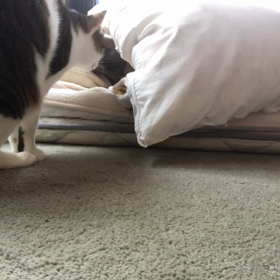 やっぱり憑った…辛い。心配するデールちゃん。の画像