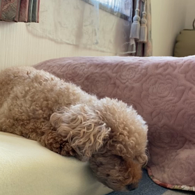 大いびきでの画像