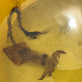 マメイカ 4〜5の画像