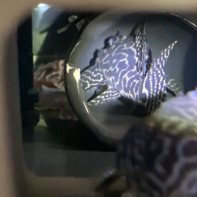 産卵記録②の画像