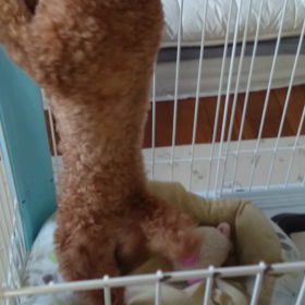 よっ、坂田師匠の画像