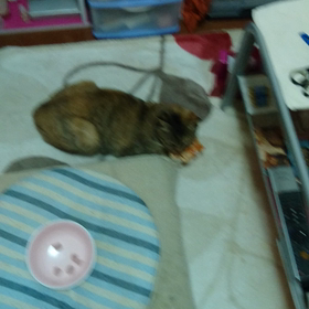 お気に入りの画像