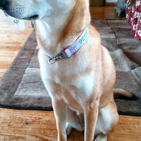 プレシャス♪の画像