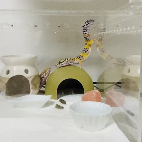 ピカちゃん⭐️また侵入の画像