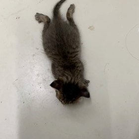 左脳欠損のルカ君 5の画像