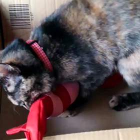 格闘中！！の画像