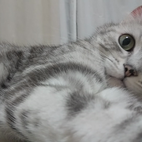 ちょっかい動画の画像