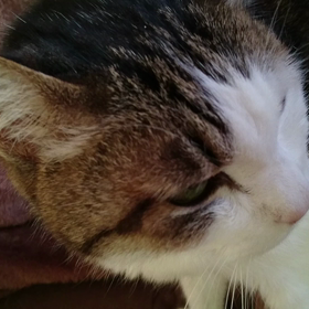 今朝のみゅうちゃんの画像