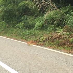 秋田県の慣れてるお猿さん達の画像
