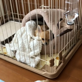 雷太、目を開けて寝る⁉️の画像