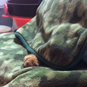 ぽんちゃん(285) 10/4 つづきの画像