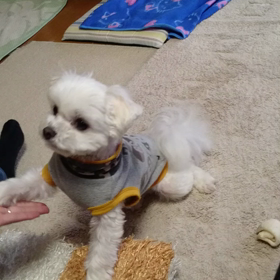 それ早く頂戴！の画像