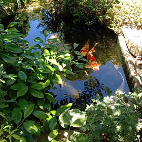 庭の草花の画像