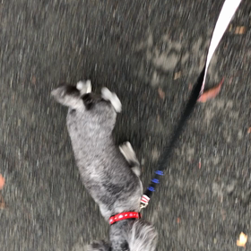 お友達いないね vol．1  初心者飼い主さん必見情報あり❣️の画像