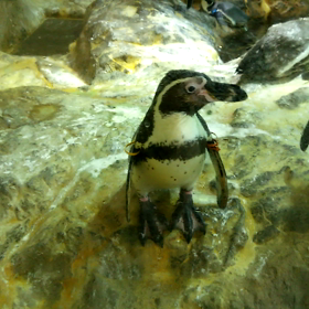 宮島水族館３ あっち向いてほいペンギンの画像