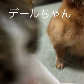 昨日のジムとチップの嘔吐、やってくれた、字幕付きチップとデール動画の画像