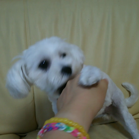 戦う鶏ガラリルの画像