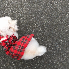 あさんぽの画像