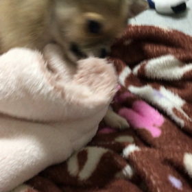 初めてのお留守番の画像