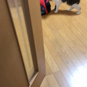 娘達が帰ってから熱を測ったら… デールのキャリーリュック。の画像