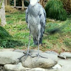 ハシビロコウの画像