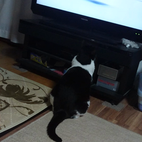 TVに興味津々の画像