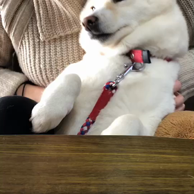 動画フフフの画像