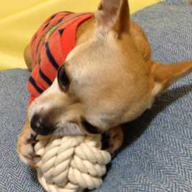 まめとかみかみ動画の画像