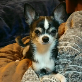 リノの表の顔と裏の顔の画像