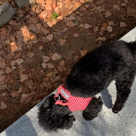 滑り台から落ちてみたの画像