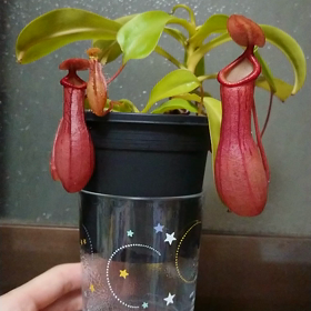 ネペンネスの画像