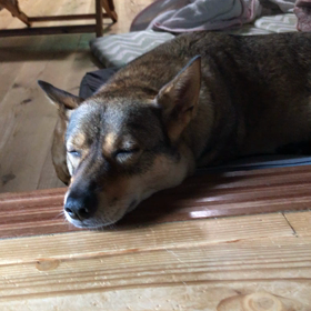 昼寝なぅの画像