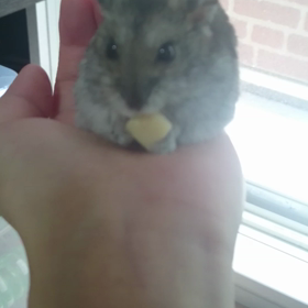 チーズ～の画像