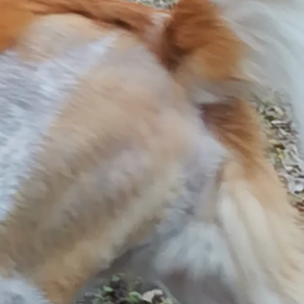 間もなく術後2か月のジッカの歩きの画像