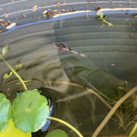 銀ちゃん…の画像