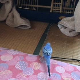 籠へ帰る後ろ姿の画像