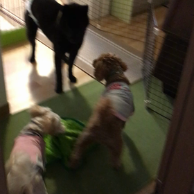 マロンとモモともこちゃんの画像