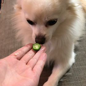 オクラと奇妙な動きのこずえ。の画像