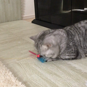 運びたい子と邪魔したい子の画像